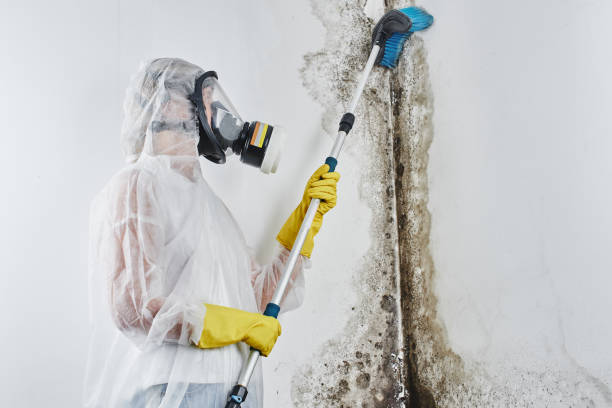 Best Mold Remediation for Specific Building Types in East Merrimack, NH