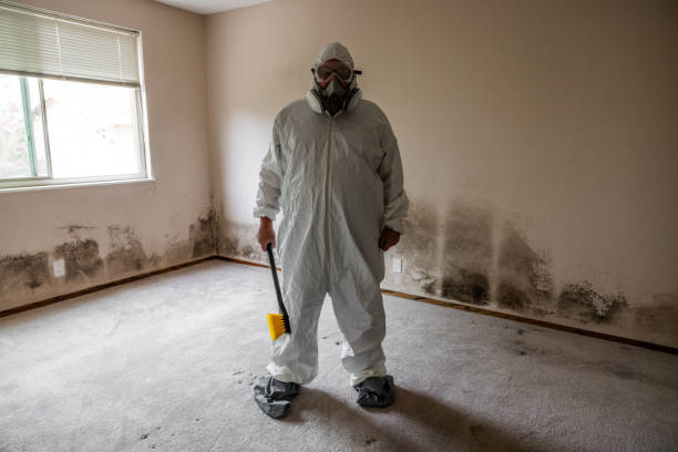Trusted East Merrimack, NH Mold Remediation Experts